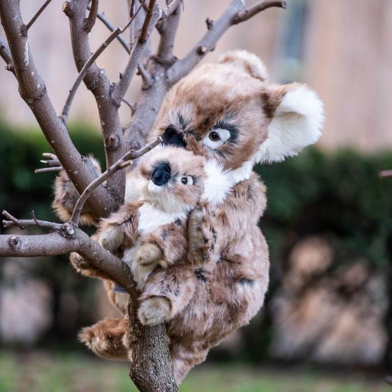 My Félicien Koala plush toy - La Pelucherie