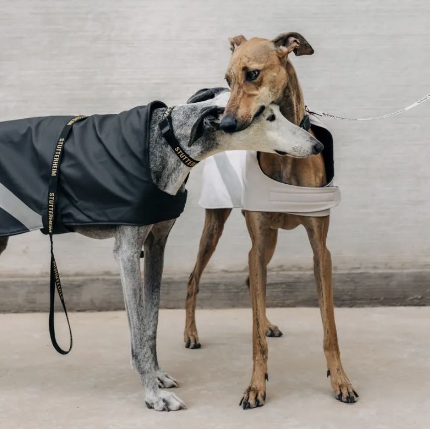 Raincoat for dogs 380g - Stutterheim