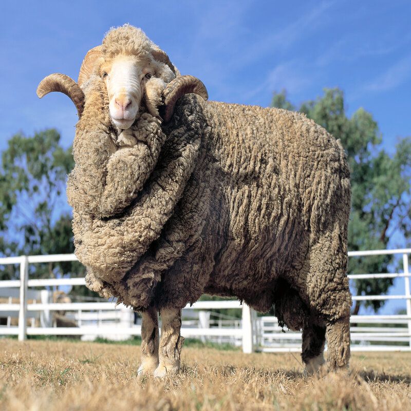 How to care for merino wool