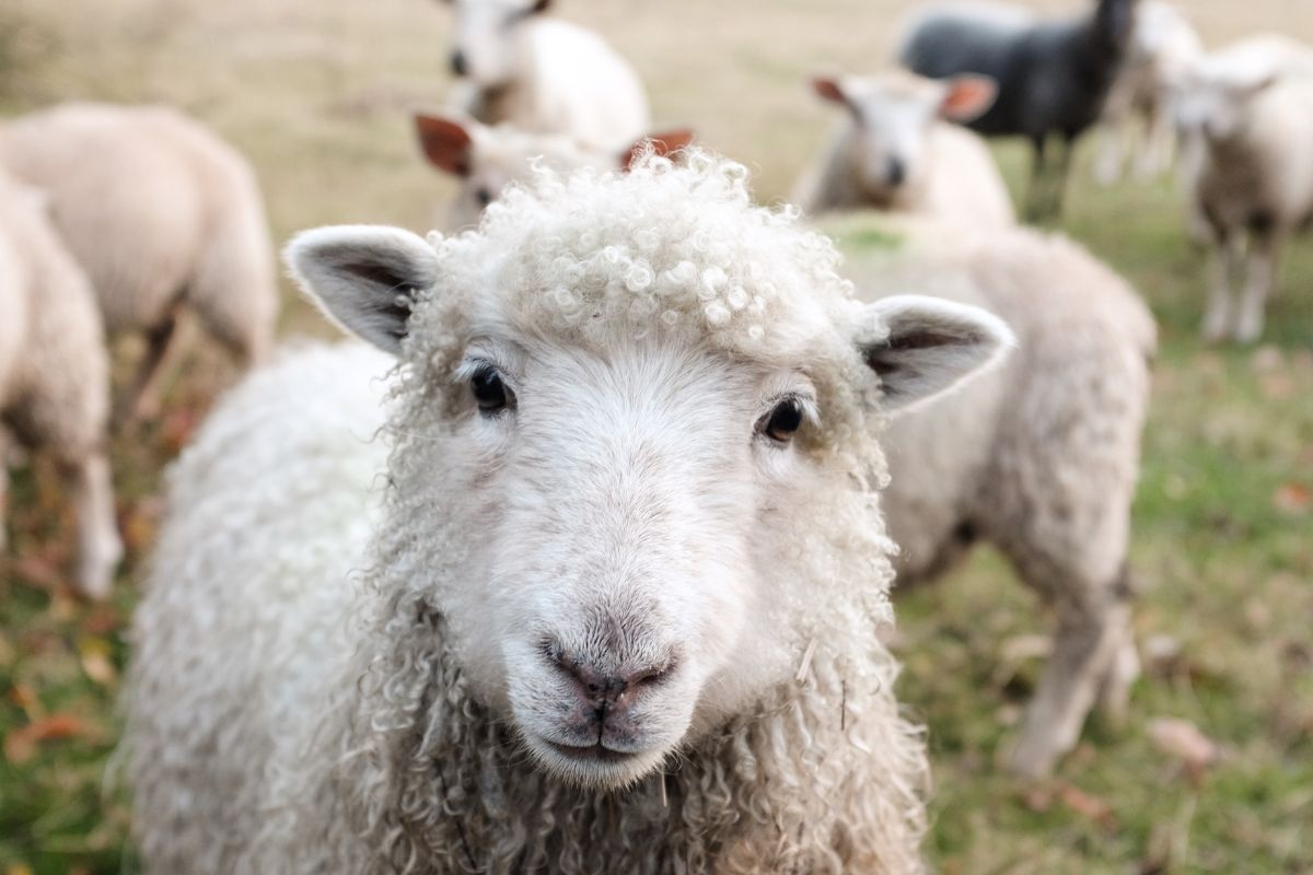 moutons laine