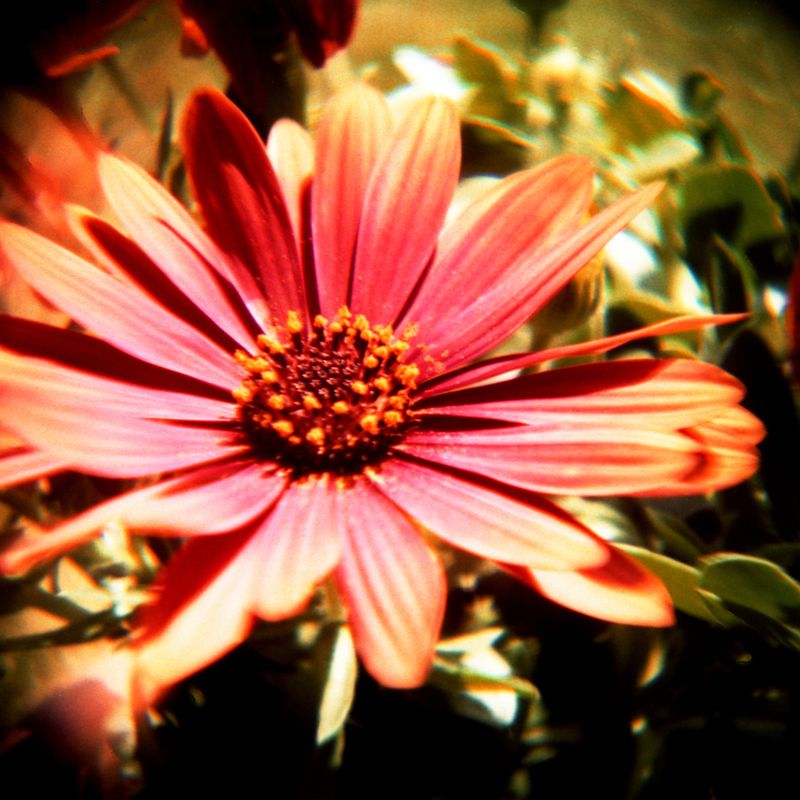 Konstuktor Super Pack DIY - Lomography
