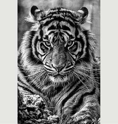 Tiger Scarf