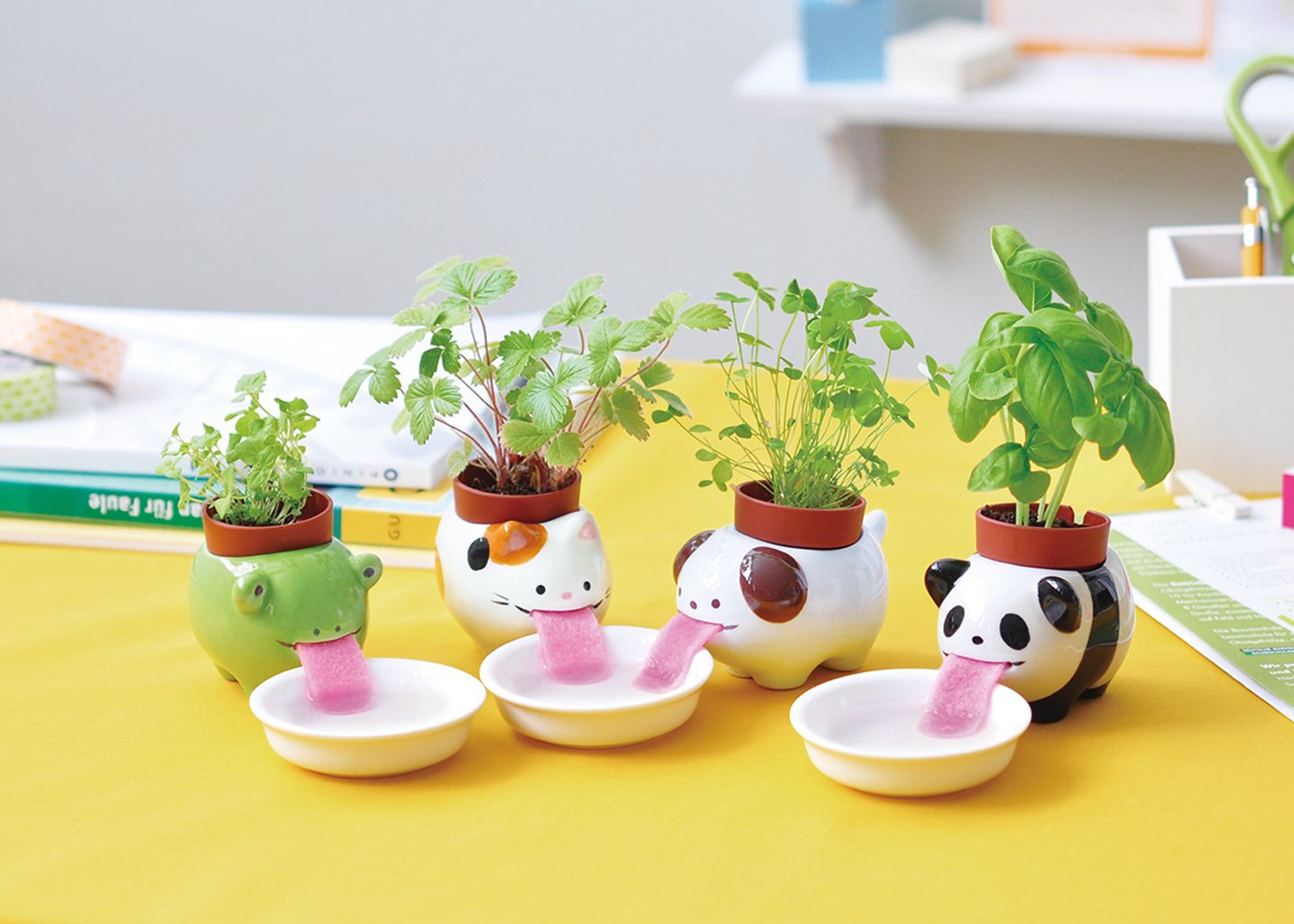 Panda Peropon Plant - Noted