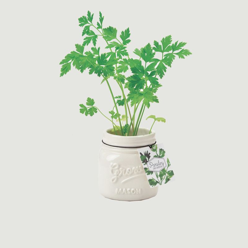Jar Garden - Persil d'Italie - Noted
