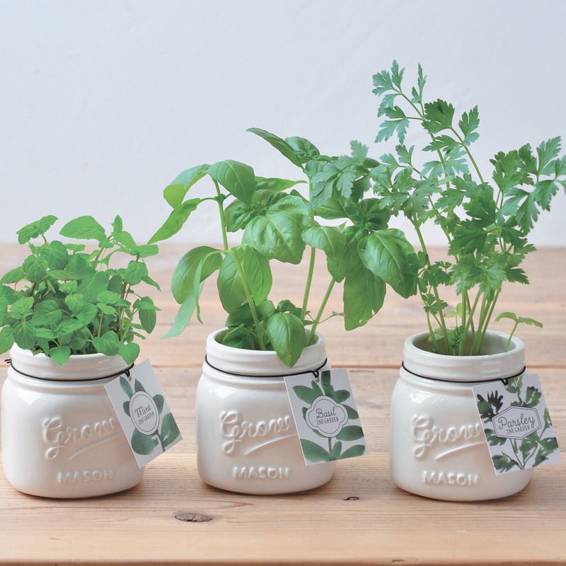 Jar Garden - Persil d'Italie - Noted