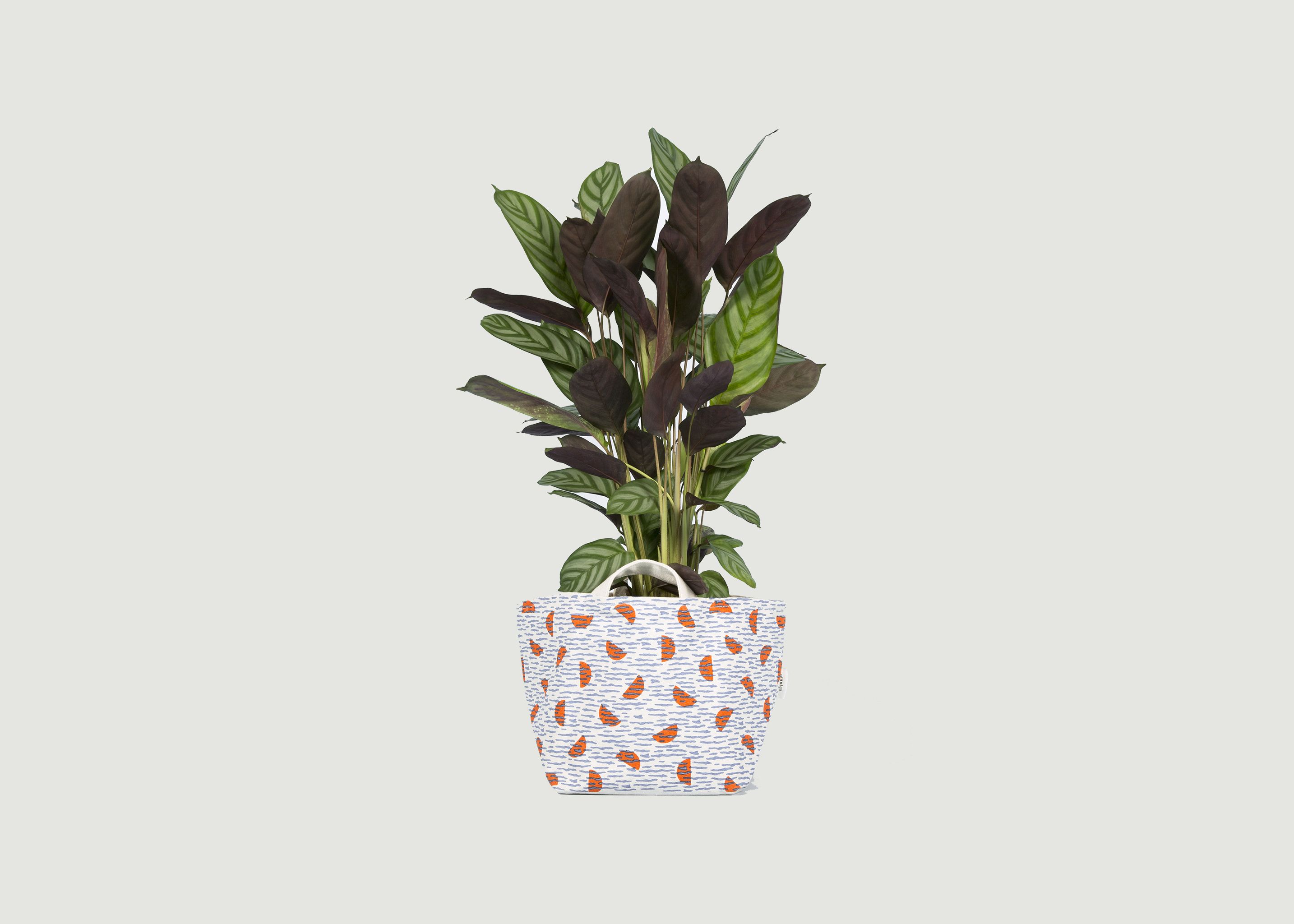 calatheas plant cobalt plantes moi l exception