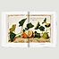 A Garden Eden. Masterpieces of Botanical Illustration - Taschen
