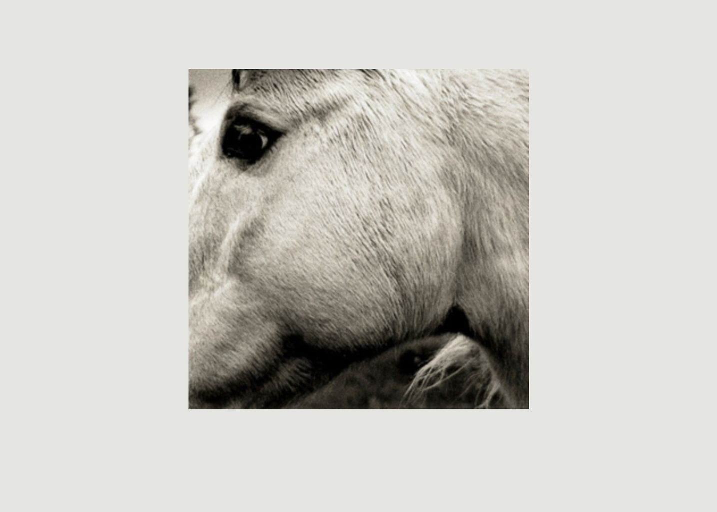 Bonny Light Horseman - Bonny Light Horseman - La vinyl-thèque idéale